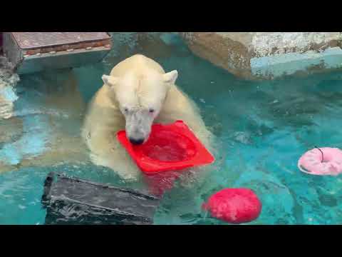 Osaka Tennoji Zoo Japan s Amazing Animal Park 4K Walking