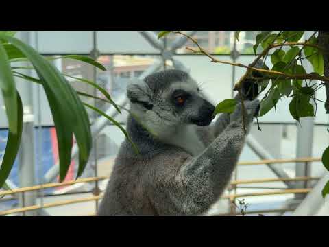 The Green Planet Dubai Indoor Zoo with 3 000 Plants Animals