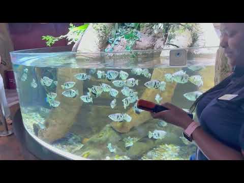 Dubai Aquarium Underwater Zoo In Dubai Mall 4K Walking Tour