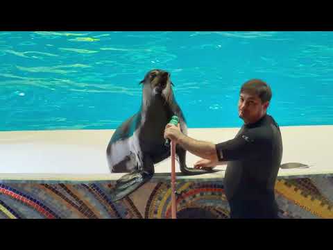 Dubai Dolphinarium Best Dolphin Show in Dubai 4K Tour Vlog