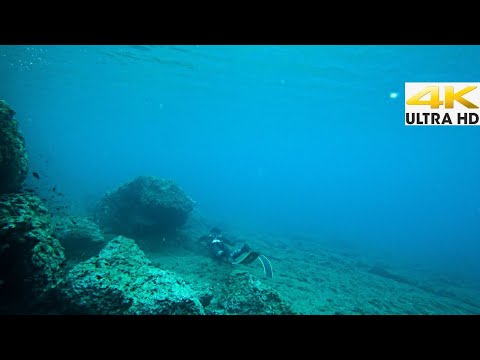 Spearfishing The Unknown Catch and Cook Fish Burgers