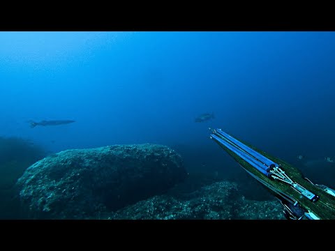 Like A Boss Spearfishing Double Catch