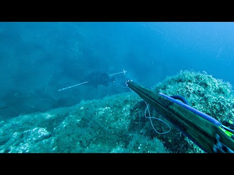 20 Shots in 20 Minutes ULTIMATE Spearfishing Compilation