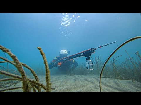 Underwater Hunting For Fish To Feed My Family Shallow