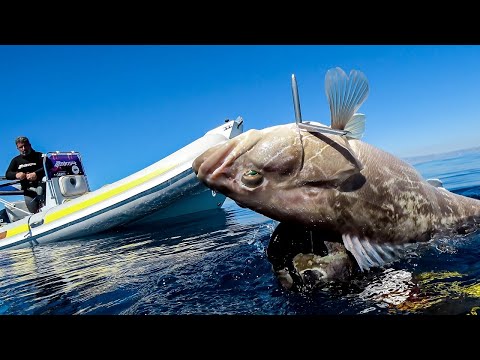 Spearfishing White Groupers In Clear Water
