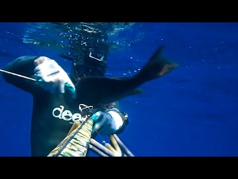 Spearfishing Groupers in the Open Water Στηρες στο μπλε