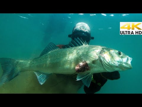 Shallow Water Fishing with Polespear