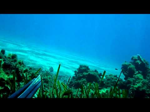 Top 10 shots Spearfishing