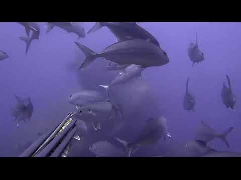 Spearfishing Fish in the Shallows Ψαροτούφεκο Ψάρια στα Ρηχά