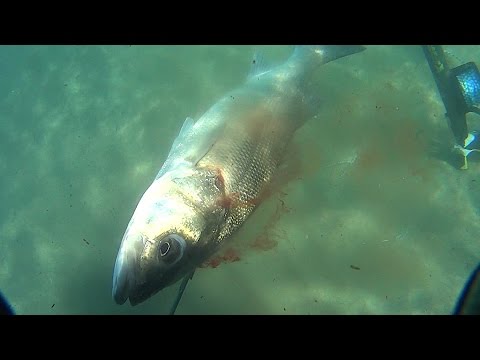 SEA BASS in March Ψαροντούφεκο Τα λαβράκια του Μάρτη