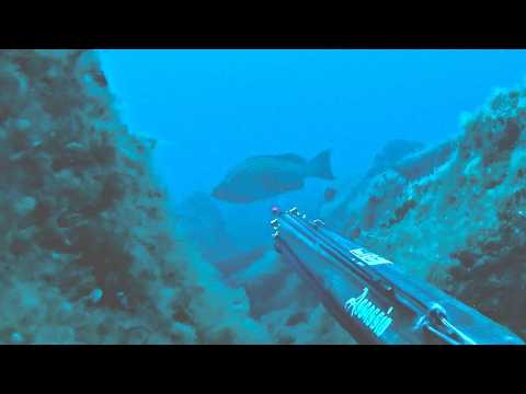 Spearfishing Giant Grouper Dentex in Shallow Water