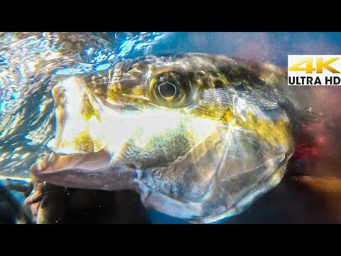 SPEARFISHING AMBERJACKS DAY OF THE PELAGIC
