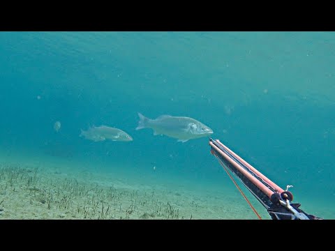 Spearfishing MY BIGGEST FISH OF THE WINTER HUGE SEA BASS