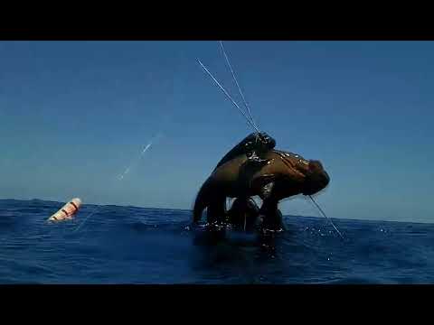 Spearfishing The Large Dusky Grouper Ψαροτούφεκο Ο μεγάλος
