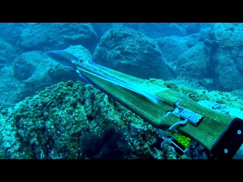 Fish Stalking Prey Completely Unaware that it is Hunted