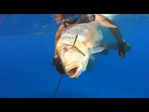 Spearfishing Moments in Blue Ψαροτούφεκο Στιγμες στο μπλε