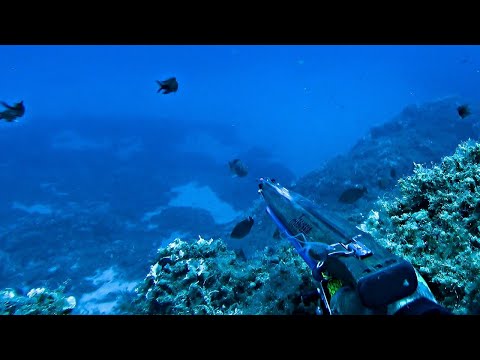 SPEARFISHING ANDROS ISLAND