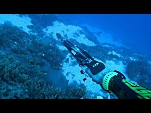 ΤΡΕΛΗ ΜΕΡΑ Βρήκα πάνω από 50κιλά ψάρια σε πέντε βουτιές