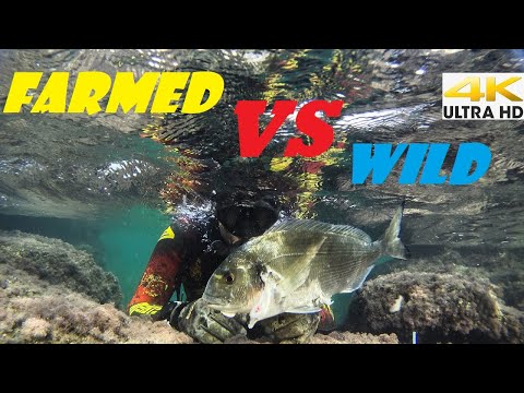 FARMED VS WILD SEA BREAM THE CHOICE IS YOURS