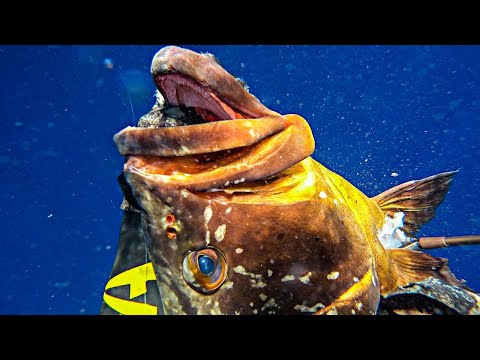 Spearfishing Deep Reef Large Grouper