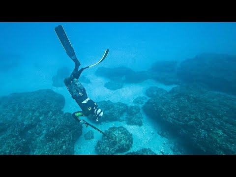 We Found Two Rare Fish Under Rocks While Spearfishing