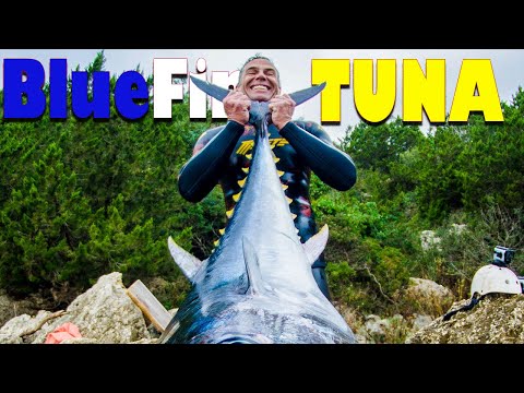 ΤΕΡΑΣΤΙΟΣ ΤΟΝΟΣ με Ψαροντούφεκο Το πιο ΑΚΡΙΒΟ Ψάρι