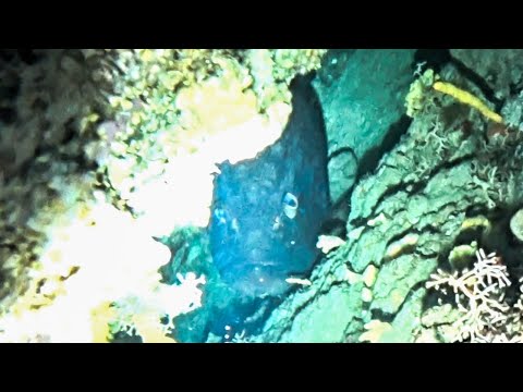 Ροφός ΤΕΡΑΣ 20kg Ταξίδι Ψαροντούφεκου στην Άνδρο Μέρα 2η