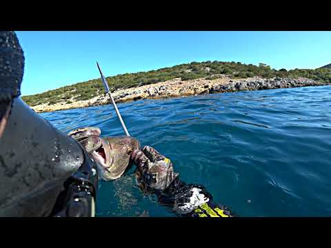 Searching for Gold in Clear Blue Water Dentex the Queen of