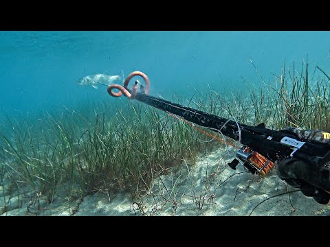 Shallow Winter Spearfishing A Trip For Seabass