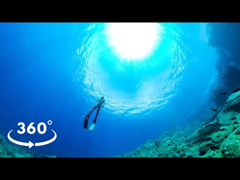 Spearfishing Dentex 360 VR Experience Underwater