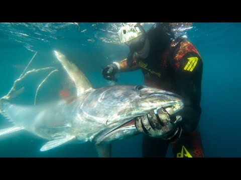 MONSTER Bluefin TUNA Spearfishing CATCH and COOK