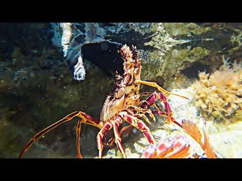ΑΣΤΑΚΟΙ ΣΤΑ ΡΗΧΑ Παραλίγο να με πατήσει το Λιμενικό