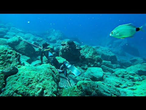 Invasive Lionfish Removal in Shallow Water
