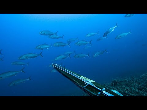 One Shot Two Amberjacks Pelagic Surprise