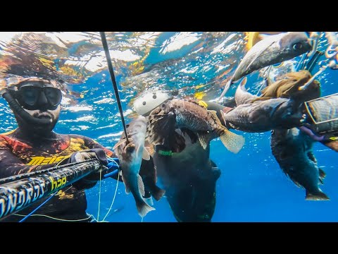 Tαξίδι για Ψαροτούφεκο στην Άνδρο Πολλά Ψάρια στα Ρηχά
