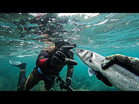 A Funny Moment to Start the Day The Amberjack Surprise