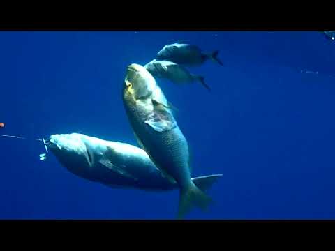 Spearfishing The Straight Shaft Ψαροτούφεκο Η ίσια βέργα