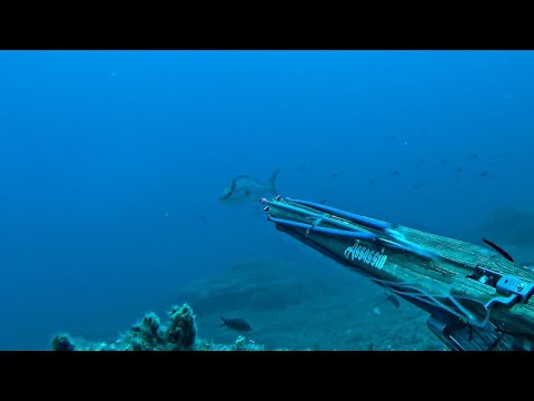 Big Fish in 3 Dives Spearfishing Fourni Island
