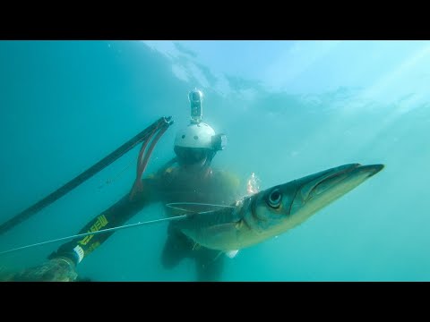 Spearfishing for Food Solo Shallow Dive