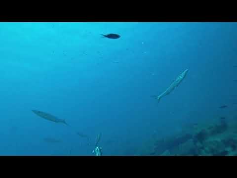 Spearfishing DMF Rolling
