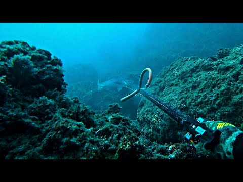 Spearfishing Shallow Winter Dentex
