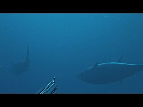 Spearfishing BLUEFIN TUNAS EUROPEAN BARRACUDAS amazing HUNT