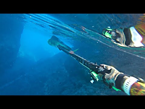 Spearfishing Τhe Most Sustainable Fish In the World A