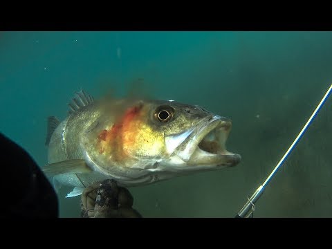 Spearfishing Large Seabass with a Pole spear Teaser