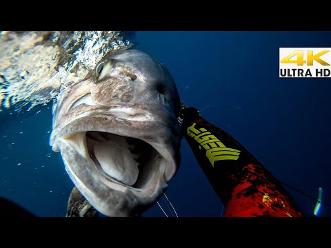 TOP 5 Best Spearfishing MOMENTS 2019