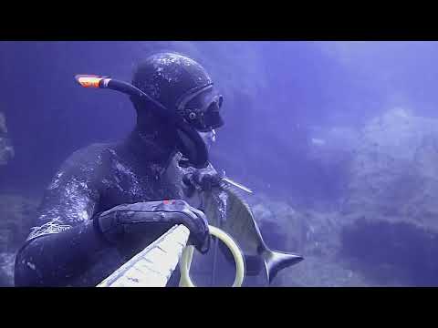Spearfishing The Point of the Groupers Ψαροτούφεκο Ο Κάβος
