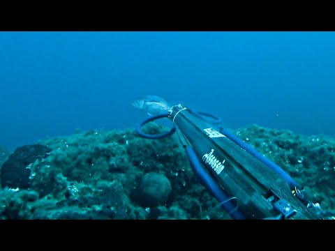 Ridiculous Shots Spearfishing Samos island