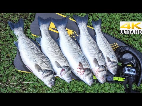 Spearfishing Shallow Winter SEABASS JACKPOT