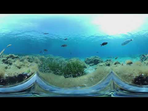 WATCH WHAT Happens UNDERWATER 360 View Seabream Sargus
