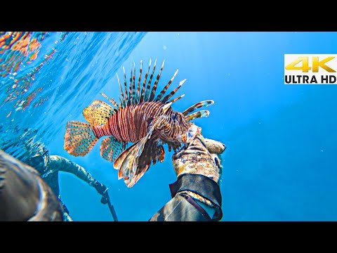 Divers Fight the Invasive Lionfish In Greece 1st Organized